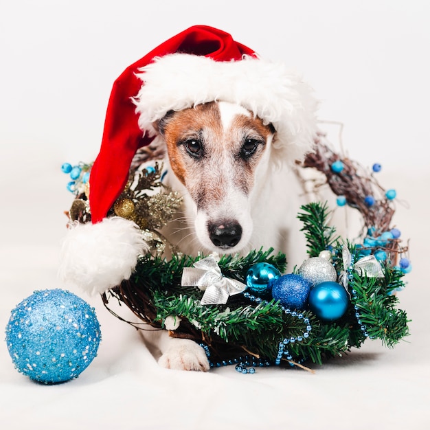 写真 クリスマスの装飾と帽子をかぶっている犬