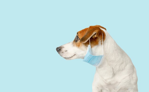 Cane che indossa una maschera medica su sfondo azzurro. vista profilo. concetto di assistenza sanitaria per gli animali.