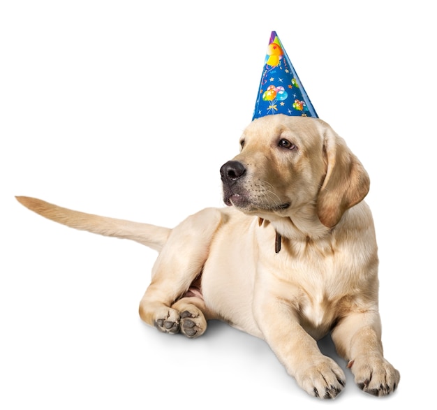 Dog wearing a party hat