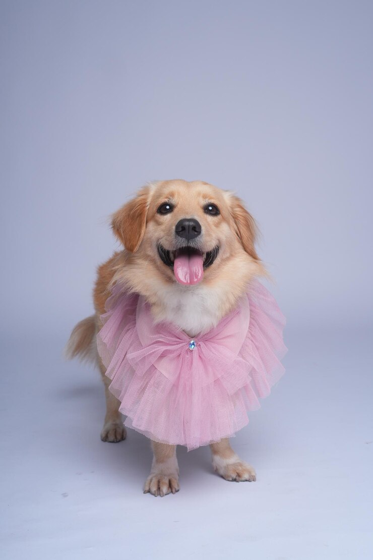 a dog wearing a pink dress with a tag on its ear