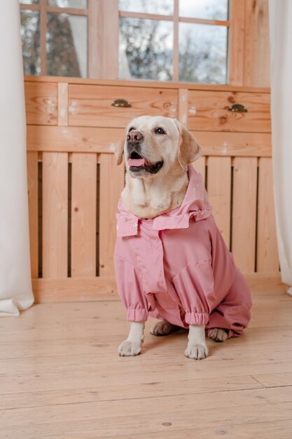 Photo a dog wearing a pink dress with the word " on it