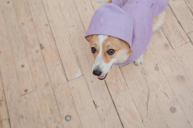 A dog wearing a purple outfit with a tag on it's mouth.