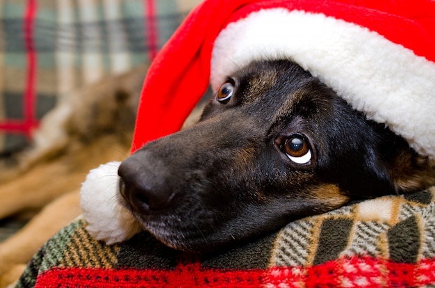 Dog wearing a Santa Claus hat