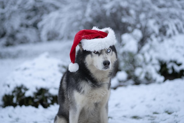 A dog wearing a santa hat is wearing a santa hat.