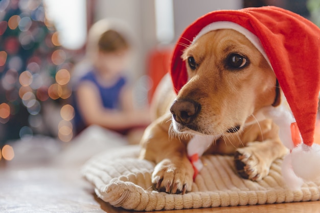 Dog wearing santa hat laying on pillow