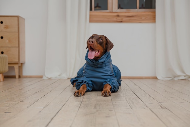 A dog wearing a shirt that says doberman on it