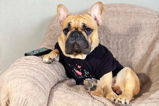 パグがソファに座っていると書かれたシャツを着た犬