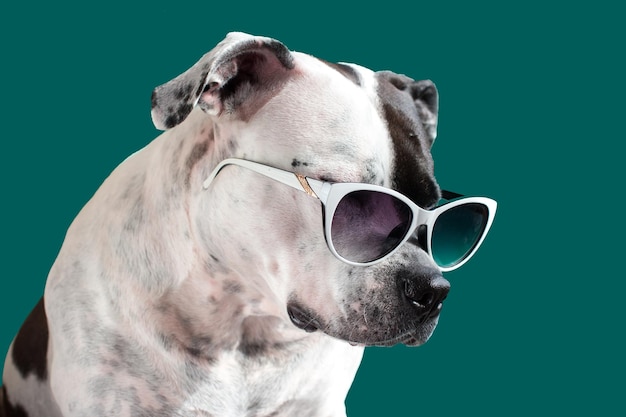 Un cane che indossa occhiali da sole funny american staffordshire