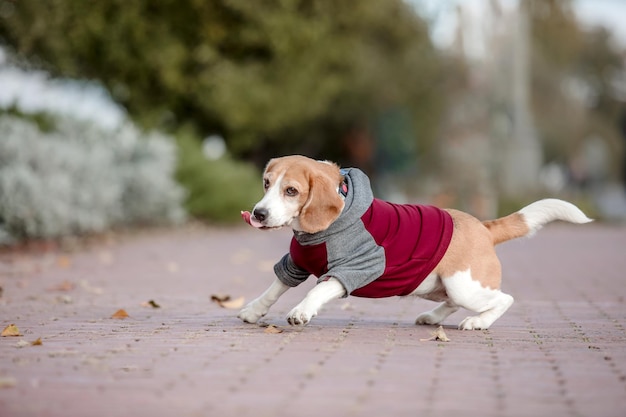 A dog wearing a sweater that says dog on it