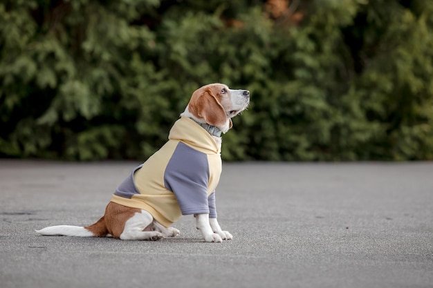 A dog wearing a sweater with a hoodie on it