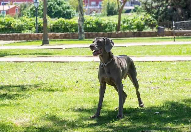 The dog weimaraner runs happy in the park