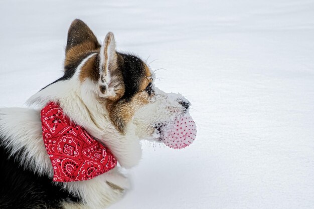 Dog Welsh corgi Pembroke A cute purebred dog with a toy in the snow Walking the dog