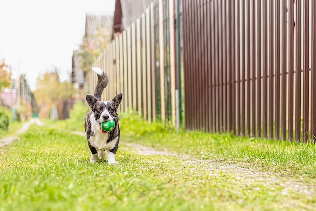 Foto cane gallese corgi pembroke pet un cane di razza pura che corre con un giocattolo temi animali