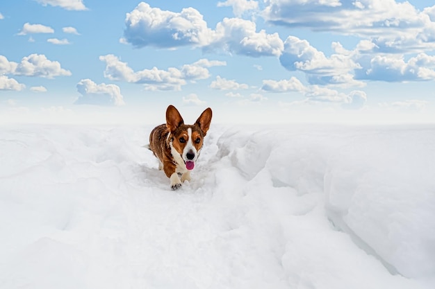 Dog Welsh corgi Pembroke A smiling purebred dog runs through the snow Pet