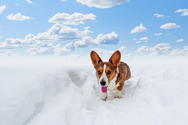 Dog Welsh corgi Pembroke A smiling purebred dog runs through the snow Pet