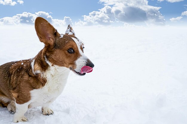 Dog Welsh corgi Pembroke A thoroughbred dog in the snow Pet Copy space