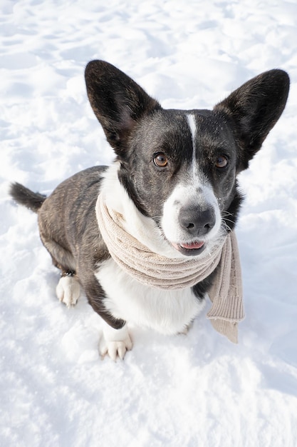 Dog Welsh Corgi Pembroke Thoroughbred dog in the snow Pets