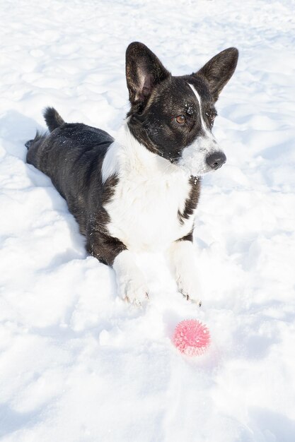 Dog Welsh Corgi Pembroke 장난감을 가지고 있는 서러브레드 개