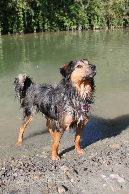 Photo dog on wet lake