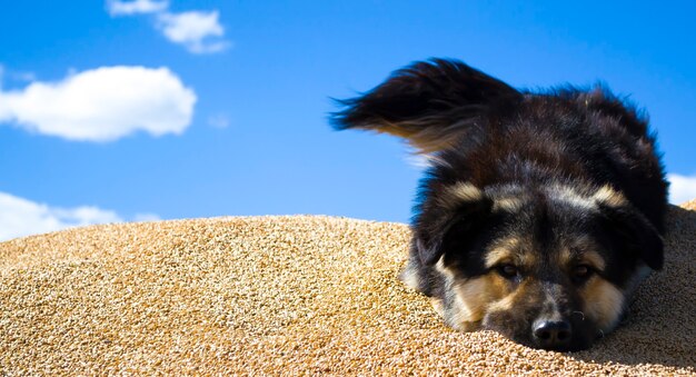 dog in wheatthe mongrel lies on the grain guards watchman