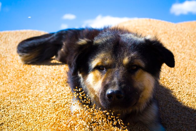 dog in wheatthe mongrel lies on the grain guards watchman