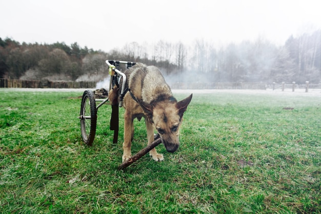 Photo dog wheelchair german shepherd disabled