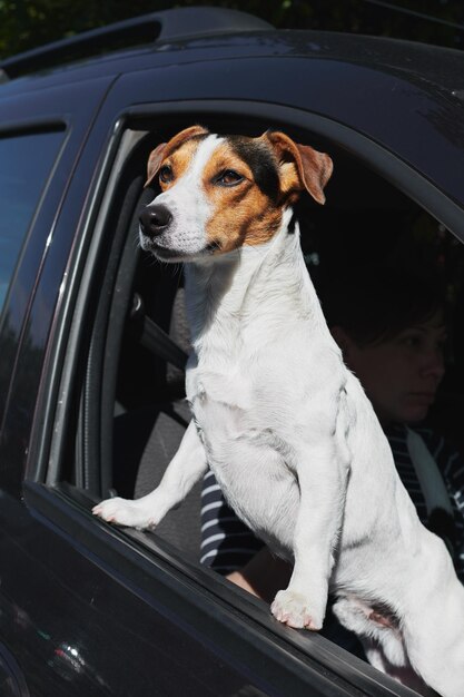 車の窓から見ている犬