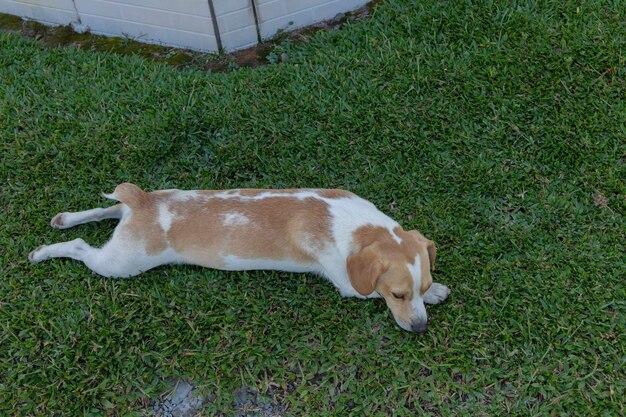 Foto cane di colore bianco e marrone nella giornata di sole dell'erba verde in estate