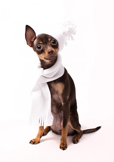 A dog in a white hat and scarf sits