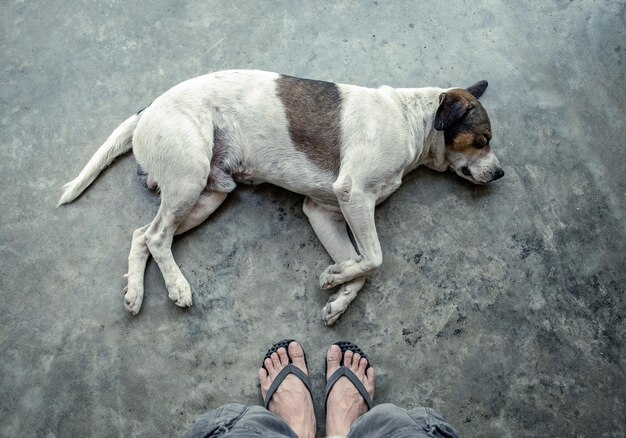 Photo dog white pet sleeping on the floor