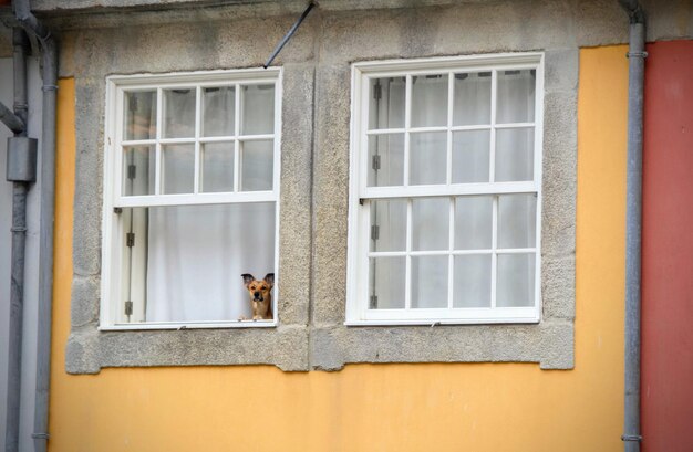 窓の上の犬
