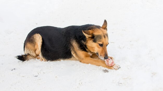 Cane in inverno che mangia carne nella neve_