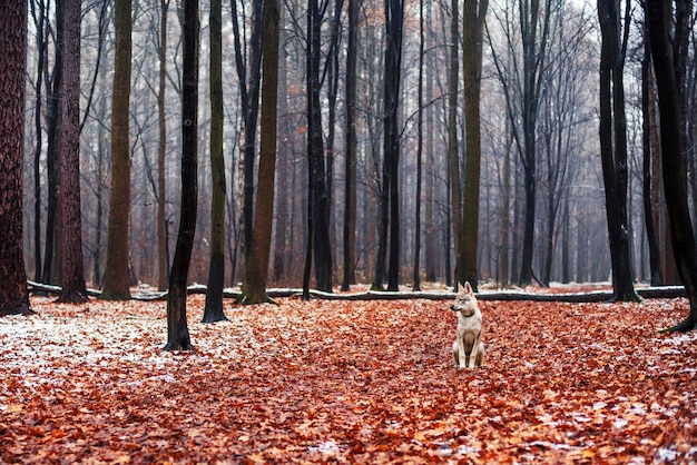 Dog in the winter forest