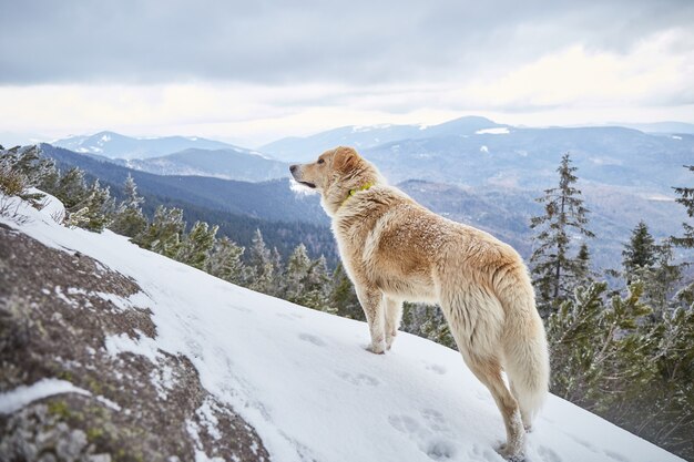 Dog in winter mountains