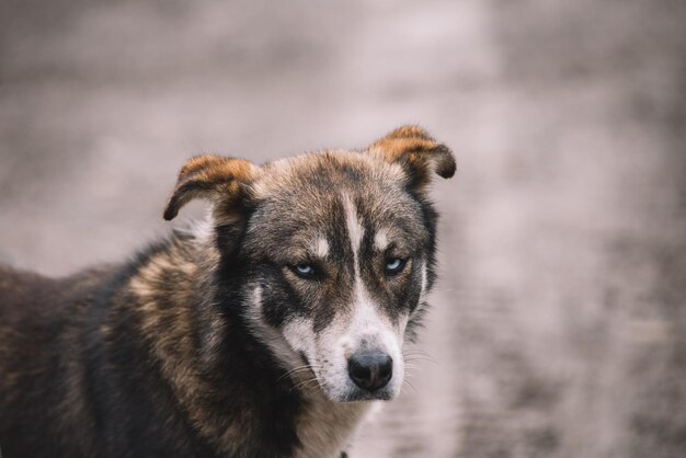 怒った目の犬、あくびをする飼い犬、茶色のホームレス犬