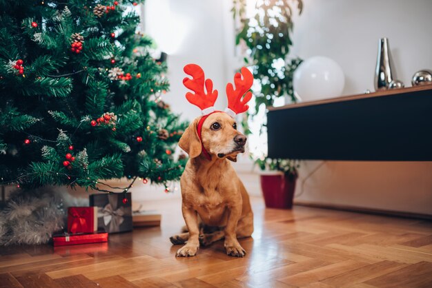 Dog with antlers sitting on the floor