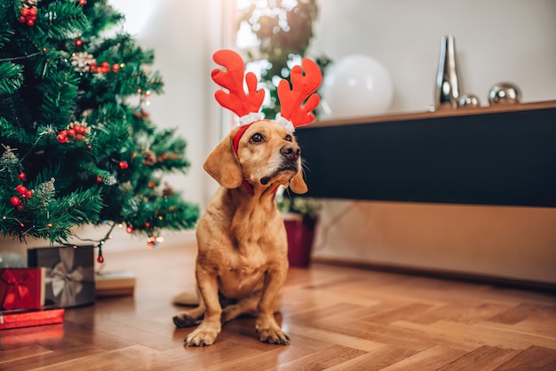 Dog with antlers sitting on the floor