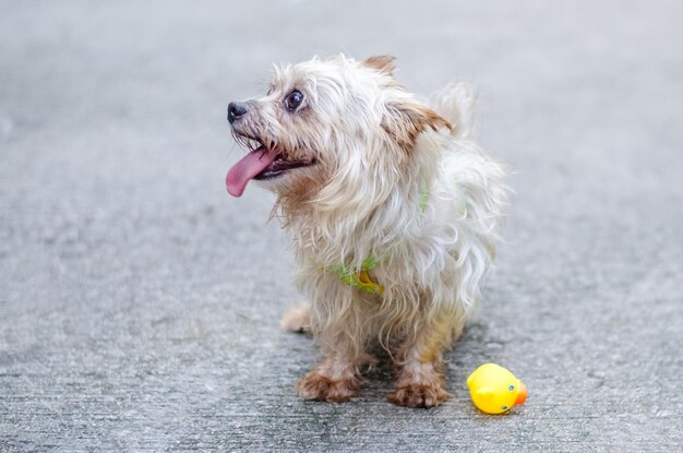 写真 口にボールを入れた犬