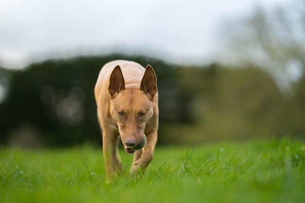 A dog with a ball in its mouth