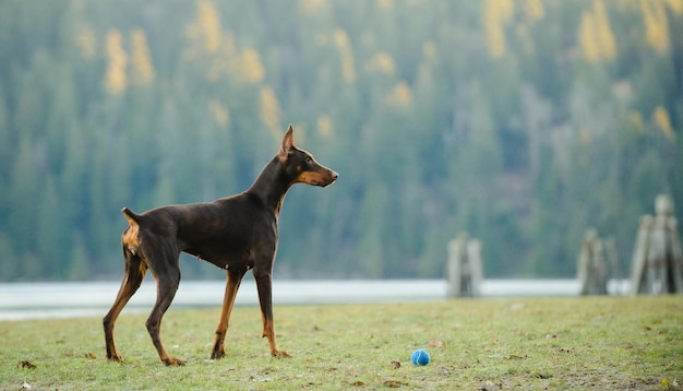 Фото Собака с мячом на траве