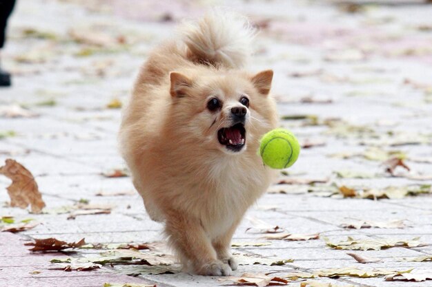 写真 陸上でボールを打つ犬