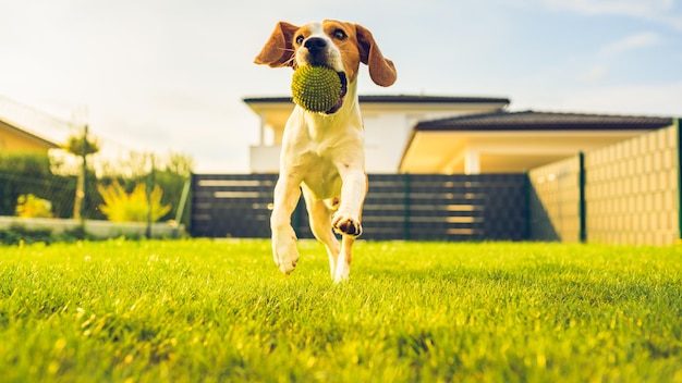 Photo dog with ball playing in yard