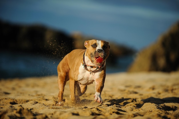 ビーチで砂の上でボールを走らせている犬