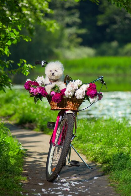 自転車に花のバスケットを持つ犬