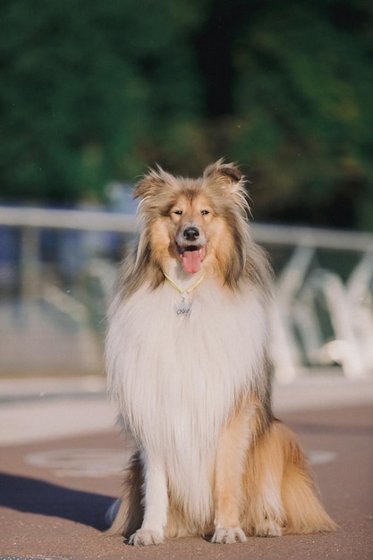 A dog with a bell on its neck