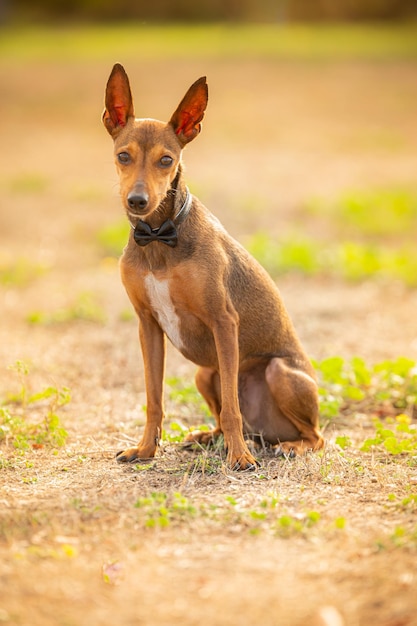 外で蝶ネクタイでポーズをとって空中に大きな耳を持つ犬