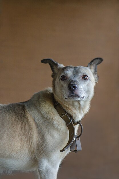 Dog with big eyes on dark studio brown background