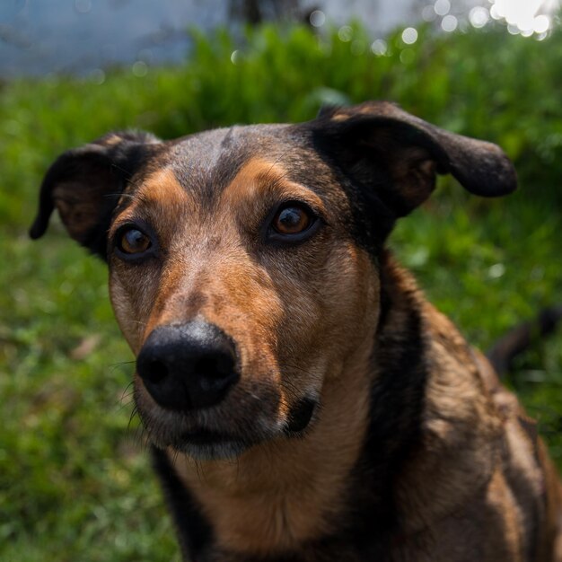 A dog with a black nose and black ears sits in the grass