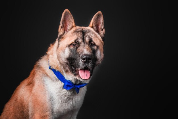 A dog with a blue bow tie