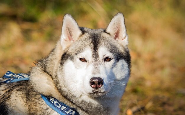 その上にiと書かれた青い襟を持つ犬